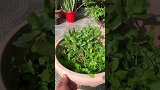 nature plants 🌱 gardeningsubscribe sonam supportme garden flowers 🙏🏻❤️ [upl. by Hannan]