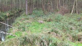 Begegnung mit einem Wolf im Spreewald [upl. by Descombes842]