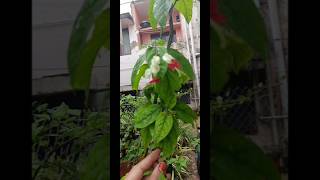 plant name video choodandiSugusGreenery [upl. by Cattan]