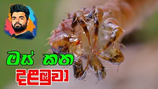 දැක්කත් බය හිතෙන මස් කන විලෝපික දළඹුවෝ  Science  carnivores caterpillar  Suranga Karunanayaka [upl. by Roshelle]