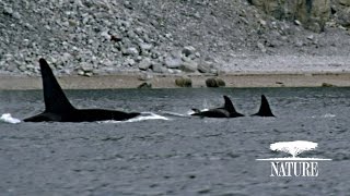 Killer Whales Attack Pod of Narwhal  Nature on PBS [upl. by Louls]