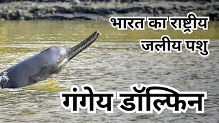 Ganges River Dolphin  platanista gangetica गंगेय डॉल्फिन  राष्ट्रीय जलीय पशु  घाघरा नदी में सूस [upl. by Jadd765]