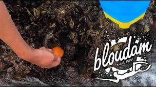 HOW TO CUT AND FISH WITH RED BAIT  GALJOEN AND MUSSEL CRACKER FISHING [upl. by Imoin252]