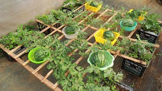 Basket Watermelon  Grow watermelon at home with this amazing method [upl. by Hannie584]