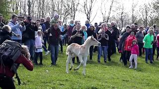 Ein Haflinger Fohlen geht seinen eigenen Weg  Weideauftrieb Meura [upl. by Bilek]