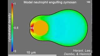 Simulation of the phagocytosis of zymosan by a human neutrophil [upl. by Buckler829]