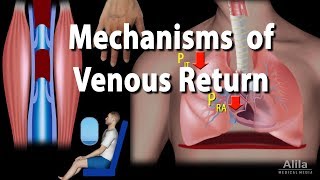 Mechanisms of Venous Return Animation [upl. by Russ]