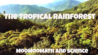 What are tropical rainforests [upl. by Ihab]