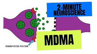 2Minute Neuroscience MDMA [upl. by Cassy763]