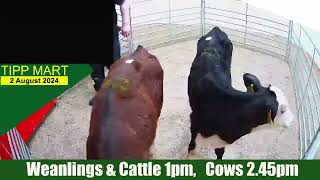 TIPPERARY TOWN MART 2 Aug 2024 Calves Cattle amp cows [upl. by Edecrem]