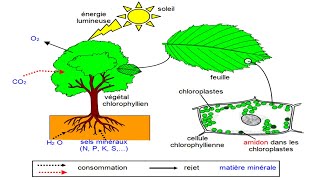 La Photosynthèse cours de physiologie végétale [upl. by Elijah693]