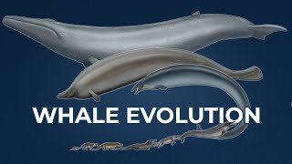 Tracing Whale Evolution Origin of Cetaceans [upl. by Noiek]