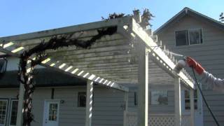 Algae amp mildew removal from wooden trellis [upl. by Rogerio]