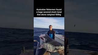 A fisherman pulled up a huge severed shark head that alone weighed 100kg in Australia [upl. by Sinnel]