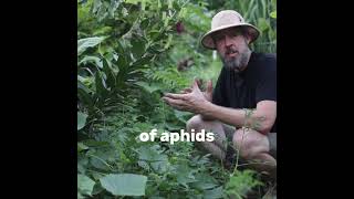 Gardening PROTIP Why You NEED Garden Pests gardeningtips permaculture [upl. by Eadwina717]