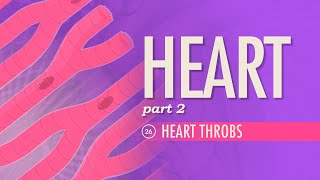 The Heart Part 2  Heart Throbs Crash Course Anatomy amp Physiology 26 [upl. by Relluf]