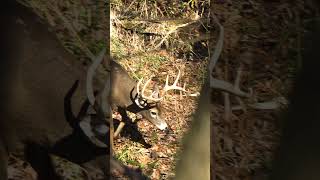 Double main beam GIANT🔥 ozonics ozonicshunting hunting bowhunting shorts youtubeshorts [upl. by Doelling243]