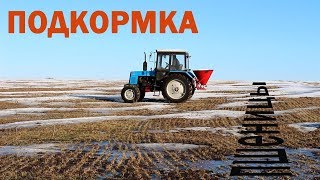 Клаас Мега Убираем полёгшую озимую пшеницу [upl. by Radmen]