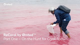 On the Hunt for Coral Spawn ReCoral by Ørsted™ Part One [upl. by Quick]