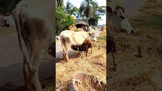 Beauty of my village West Bengal love cows animals sunderban [upl. by Rosenthal]