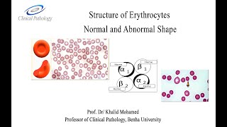 Vet Hematology Lecture 2 1 Erythrocytes morphology Arabic tutorial [upl. by Anelaj932]