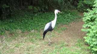 Wattled Crane Calling [upl. by Otis]