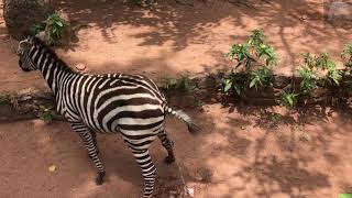 Why Do Animals Fear Of Zebra Marking the territory [upl. by Cecily971]