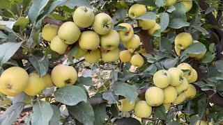 50  तापमान में हो रही हैं सेब की इन 3 वैरायटी की खेती Anna Apple Dorset golden Apple farming [upl. by Werdma]