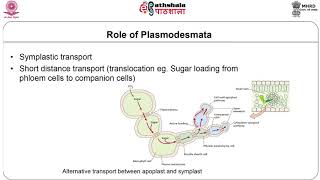 M29 Plasmodesmata [upl. by Gine73]