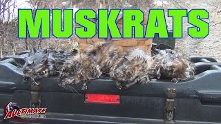 MUSKRAT TRAPPING 2015 PART 2 [upl. by Hesta113]