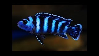 Demasoni and Blue lab Cichlids Part 1 [upl. by Summer]