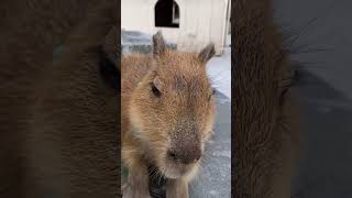 capybara animalphotos animals animalpictures cute 😍 [upl. by Rebmat]