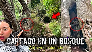 COSAS EXTRAÑAS están Ocurriendo en los BOSQUES de TODO el MUNDO [upl. by Ruddie463]