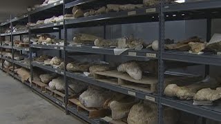 University of Texas paleontologists rediscovering fossils found in the 1930s  112016 [upl. by Ij868]