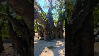 Baobab tree  Delft Isaland Sri Lanka nature baobabtree srilanka [upl. by Bartko]