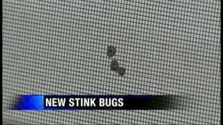 New Kind of Stink Bug Coming Soon [upl. by Itsud790]