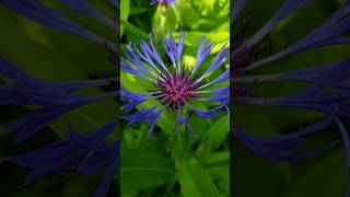 Centaurea Montana Perennial Cornflower [upl. by Iran399]