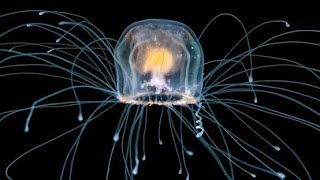 The Immortal Jellyfish 🌊🐙Turritopsis Dohrnii [upl. by Secrest977]