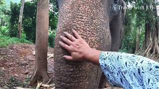 Klong Son Elephant Camp Koh Chang Thailand To see an elephants in a more natural surroundings [upl. by Ttennej]