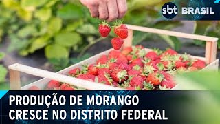 DF se destaca como um dos maiores produtores de morango do Brasil  SBT Brasil 110924 [upl. by Atsyrc]