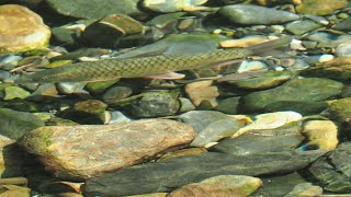 1130515 Hollands carp（ Spinibarbus hollandi）is a species of cyprinid fish endemic to Taiwan [upl. by Ayoted122]