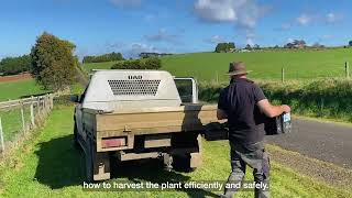 Pioneering brown boronia in Thorpdale [upl. by Latton]