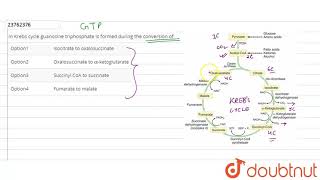 In Krebs cycle guanosine triphosphate is formed during the conversion of  12  RESPIRATION  B [upl. by Shue802]