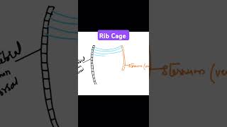 Rib cage neet breathingandexchangeofgases biology lungvolumes science cbse education [upl. by Himelman]