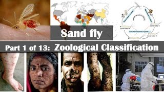 Sand fly Zoological Classification [upl. by Adnahc137]