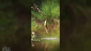 Fish is trying to hunt a sanke [upl. by Decamp]