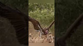 A lappet faced vulture joining the feast its amazing if peace can rule [upl. by Ries]