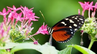 Berkenhof Tropical Zoo  Kwadendamme 2017 [upl. by Odraude268]