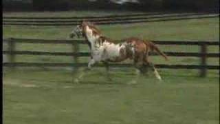 Correctness of Gaits in Horses [upl. by Enelrae]