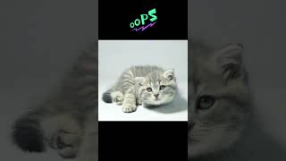 A cat’s act😍 shorts youtubeshorts viralshorts petlover [upl. by Arata]